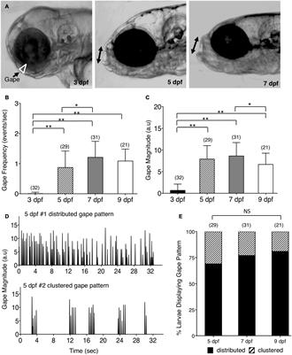 Defective Neuronal Positioning Correlates With Aberrant Motor Circuit Function in Zebrafish